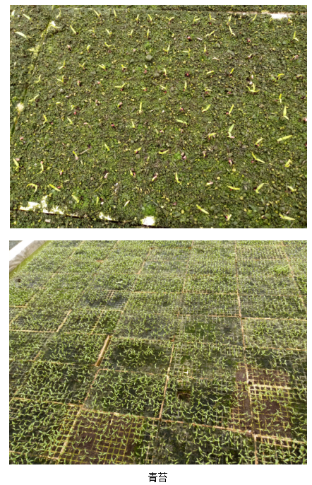 1513331638844073ZCyW.png blob.png