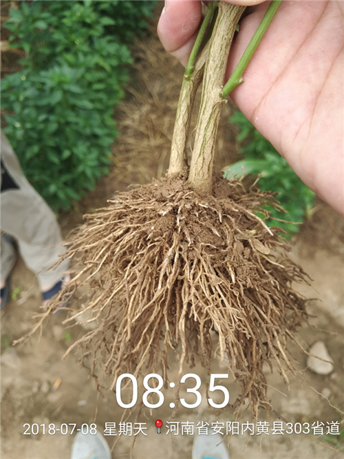 1535339422615784HmeA.png 圖片5.png