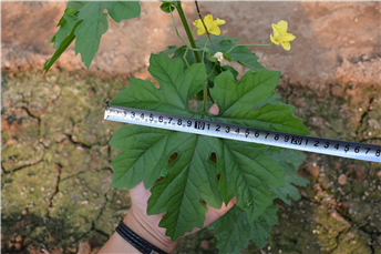 15391616092710432GnH.png 圖片1.png