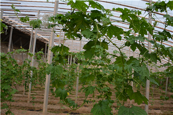 1539161745948568CIRu.png 圖片5.png