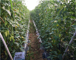 15452953107439646SZl.png 圖片4.png